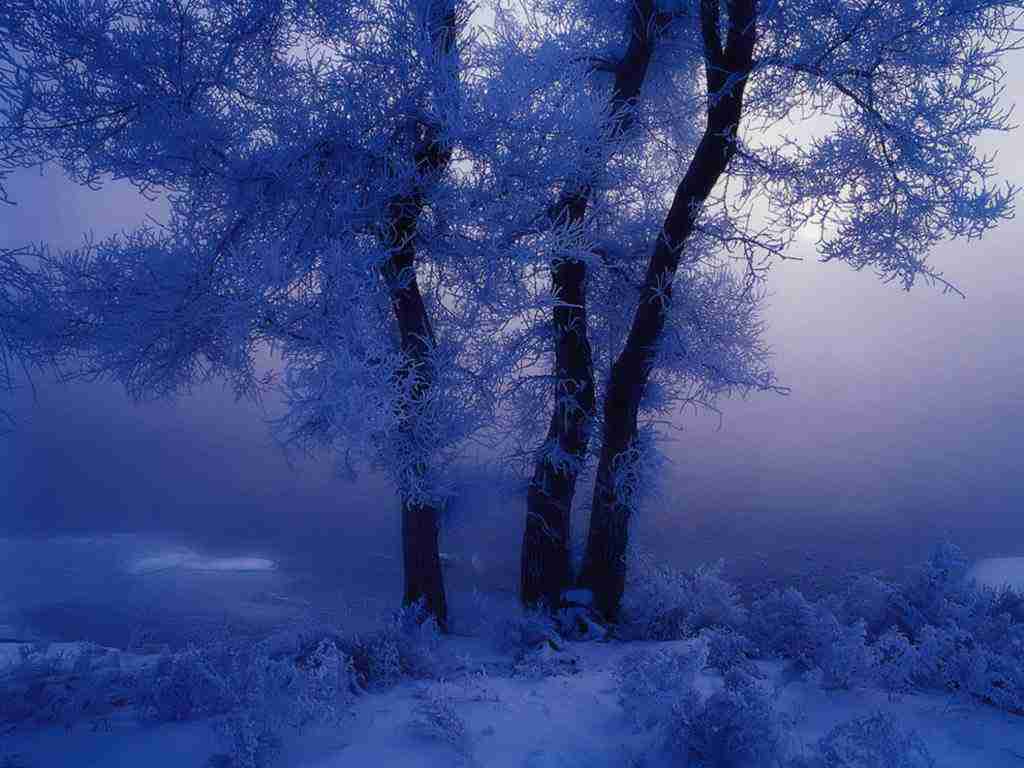江苏师范大学科文学院校花郝云溪